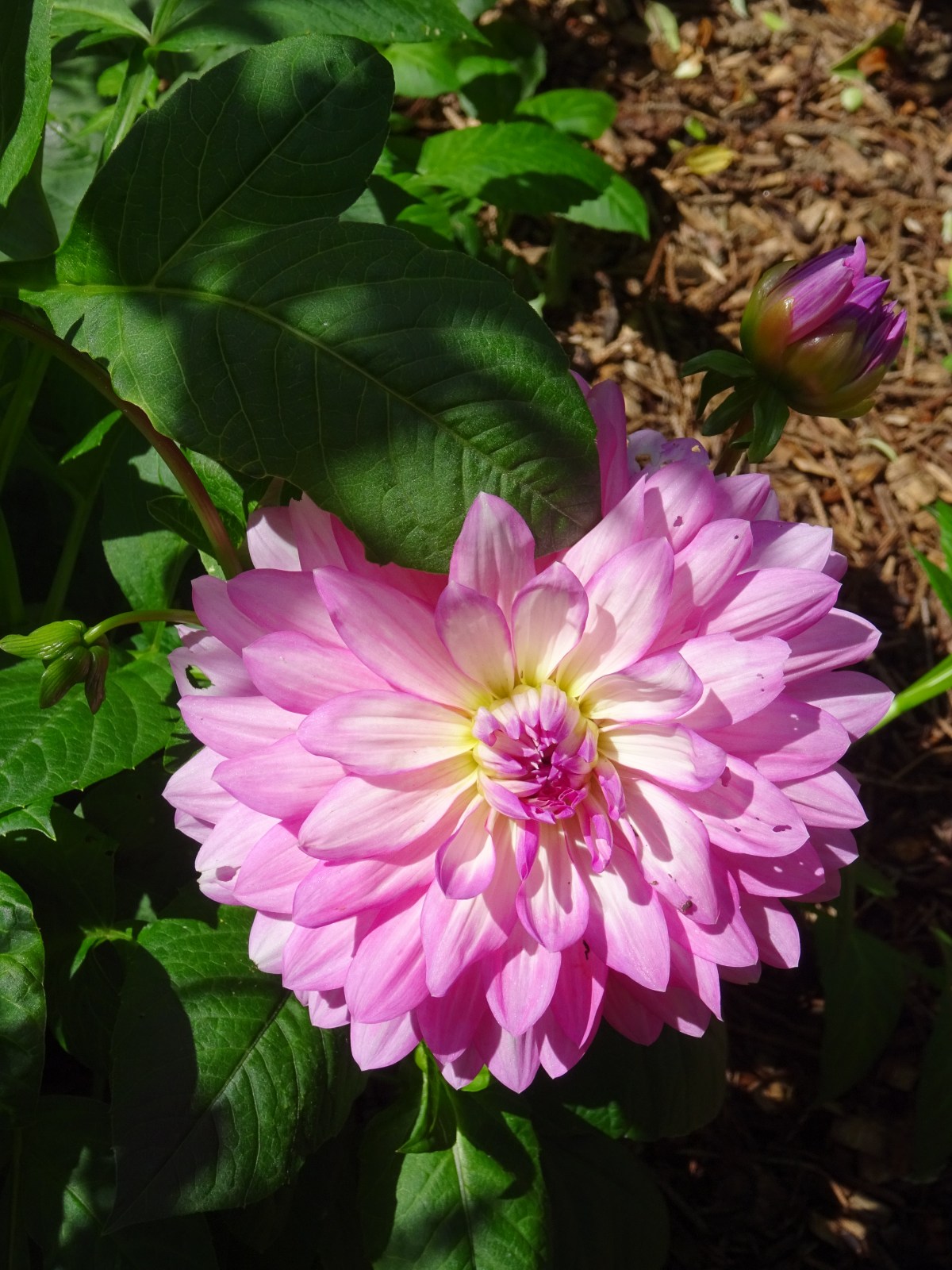 dahlia …dalia