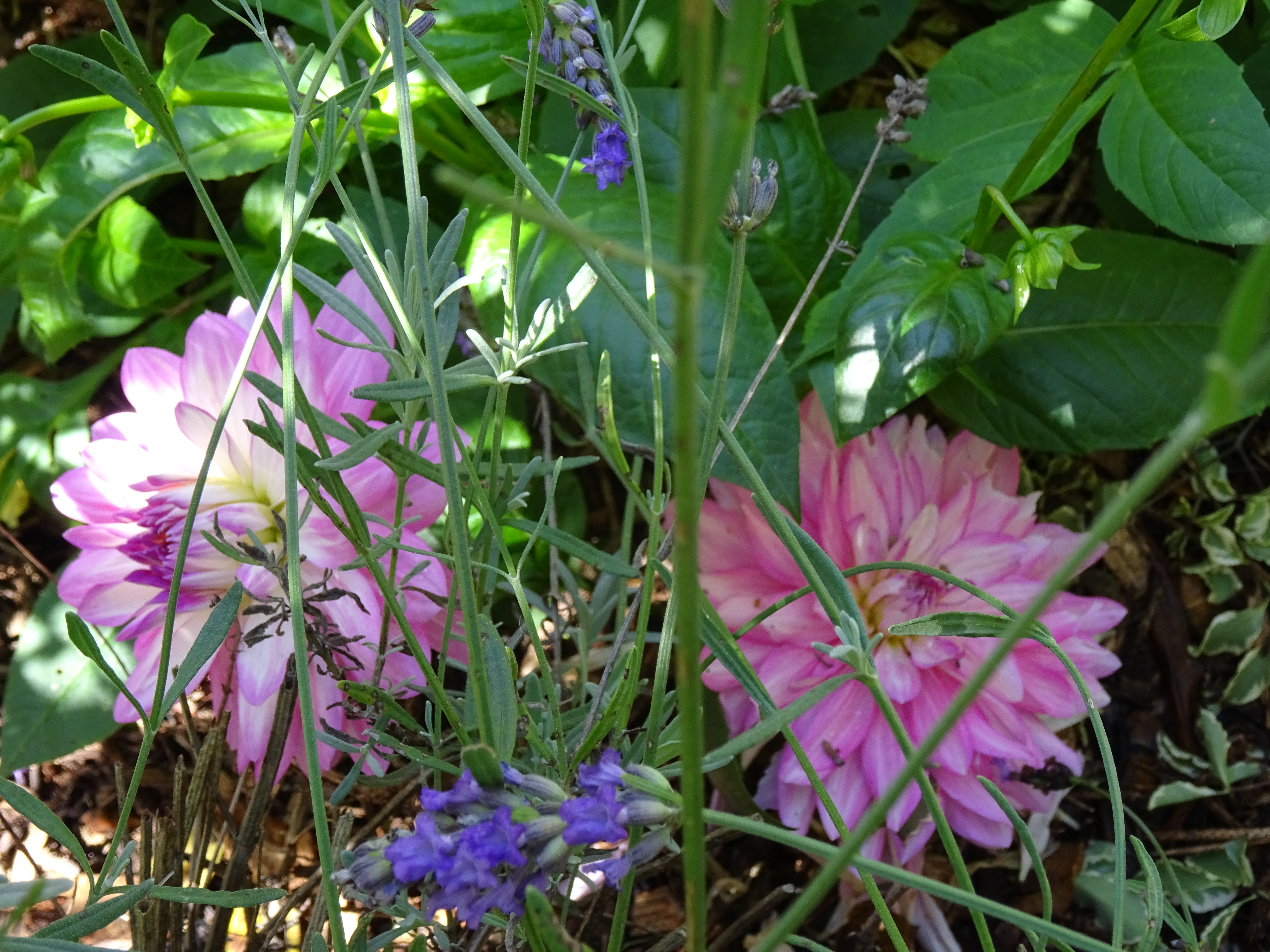 DSC00630