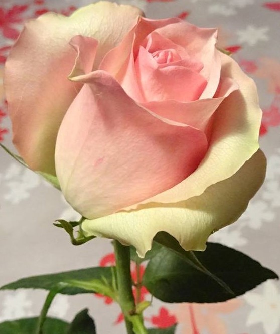 &laquo;&nbsp;Roz &nbsp;&raquo;    Rose