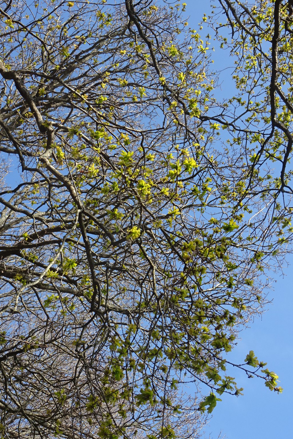 &laquo;&nbsp;nevezamzer&nbsp;&raquo;  printemps