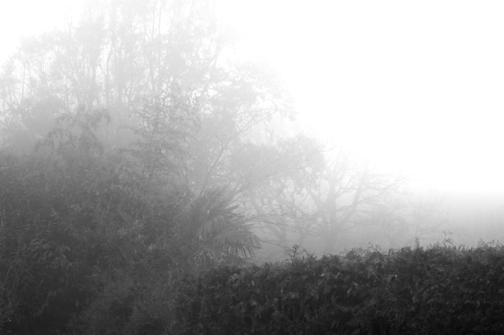 &laquo;&nbsp;morenn&nbsp;&raquo;            brouillard