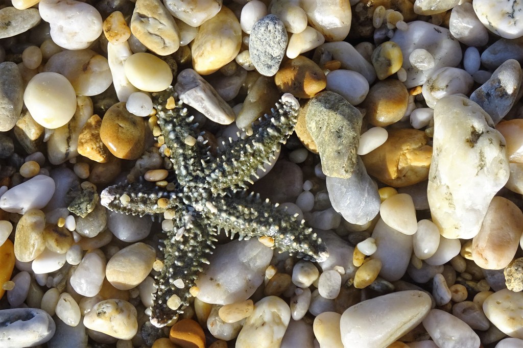 Laisse de mer