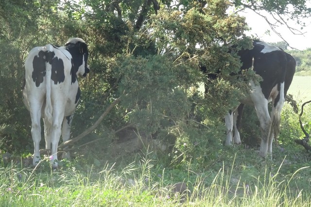 DSC00019 (1) (Copier)