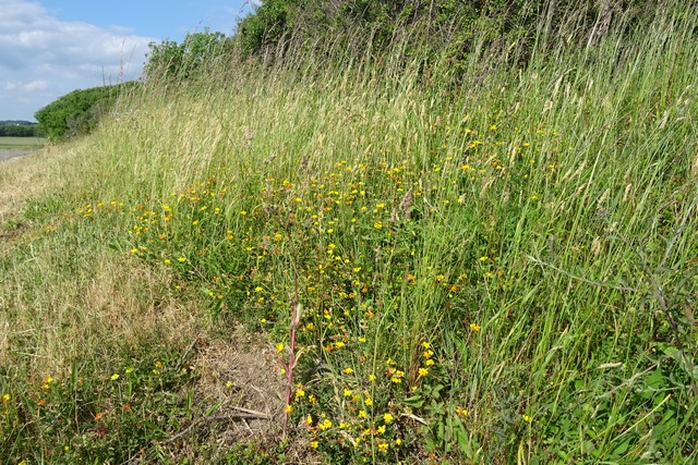 DSC00024 (1) (Copier)