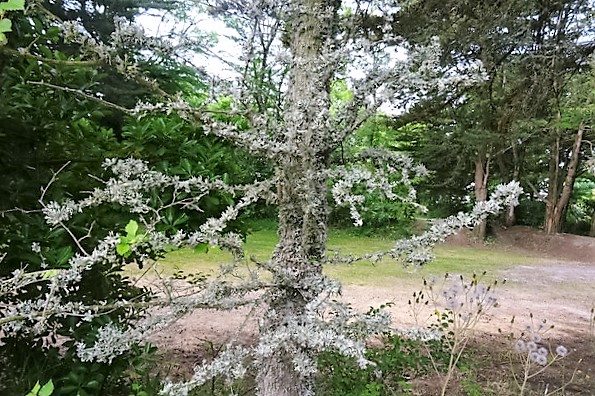 &laquo;&nbsp;Marv eo ar gwez&nbsp;&raquo;