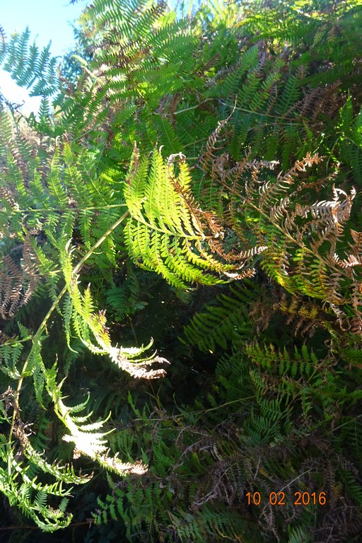 DSC00635 (Copier).JPG