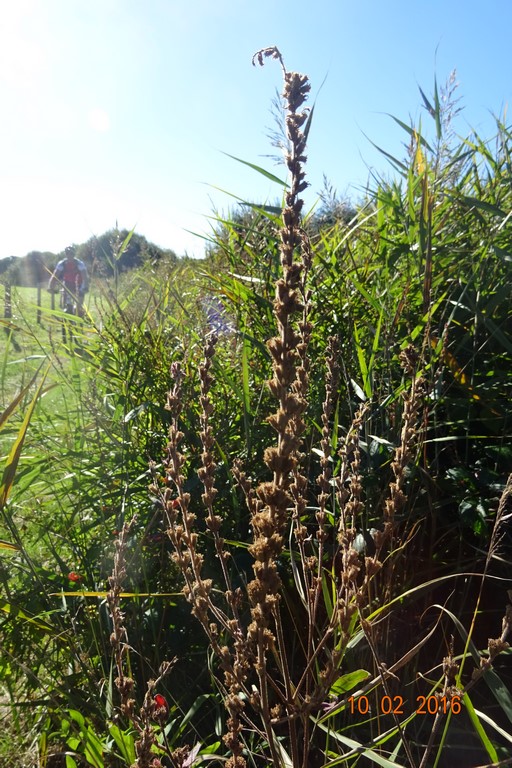 DSC00644 (Copier).JPG