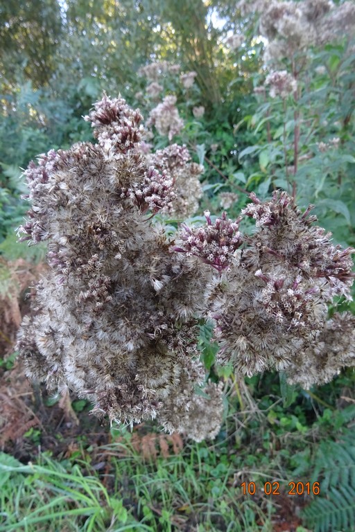 DSC00647 (Copier).JPG