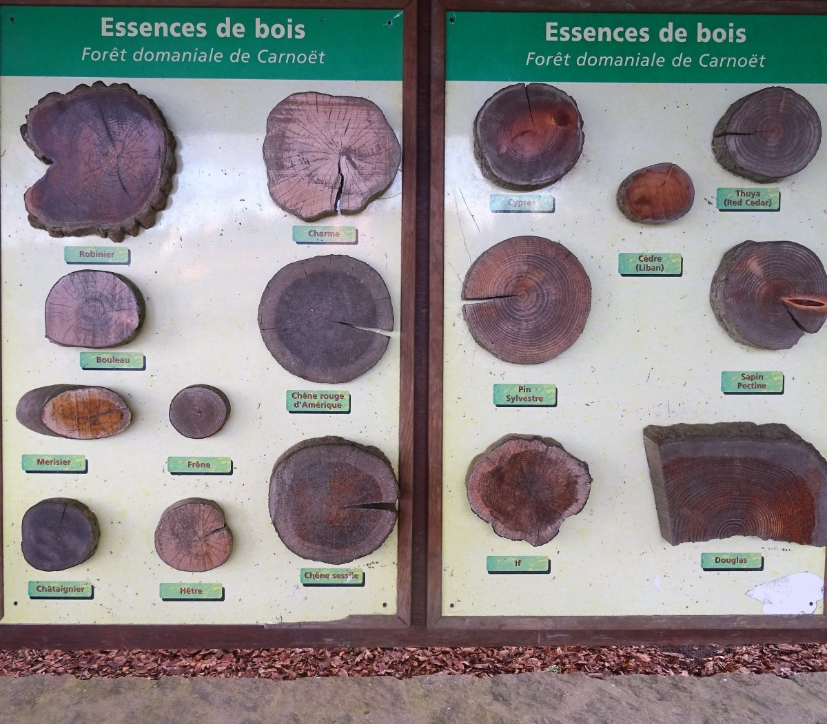 Forêt de Toulfouën ……..