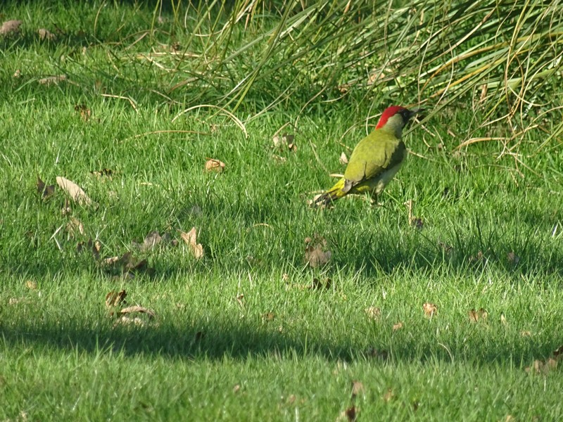 DSC00167 (Copier).JPG