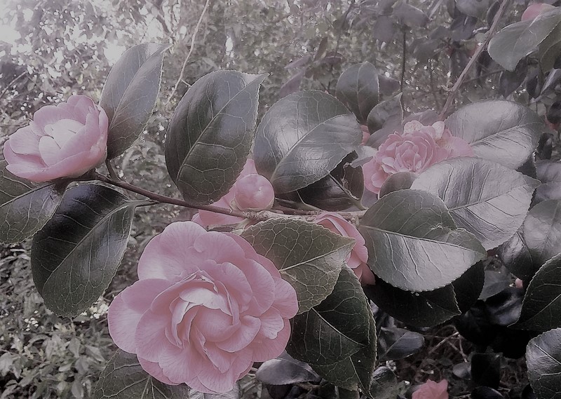 20170322_154604 (Copier)