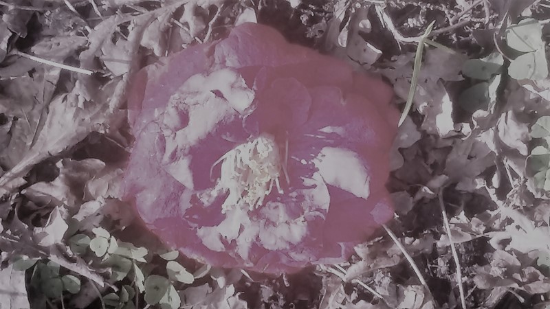 20170322_155252 (Copier)