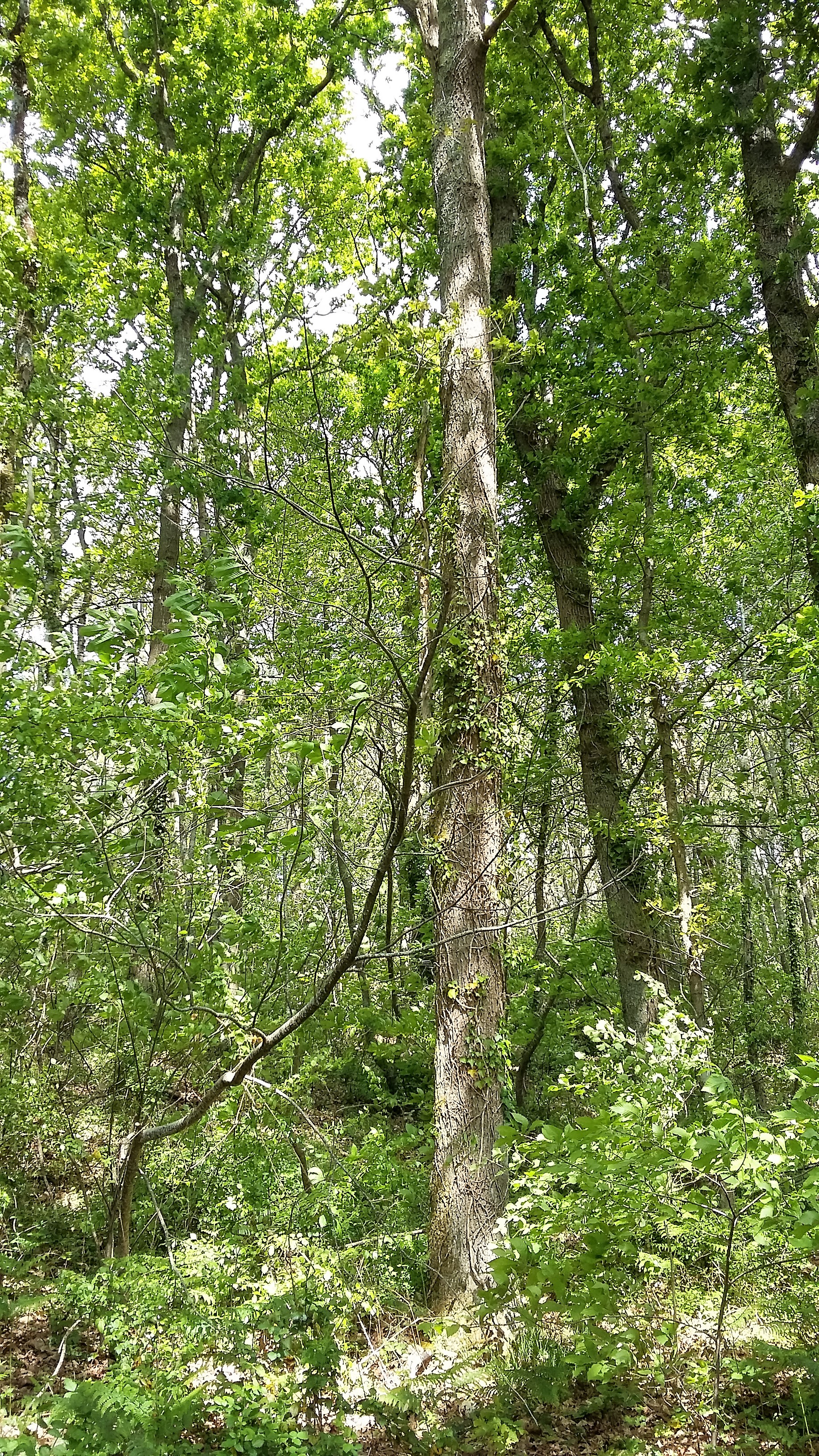 20170504_120247