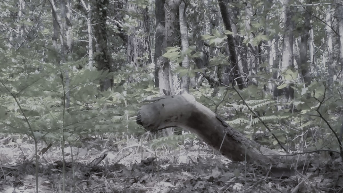 Au pied de la première&nbsp;racine…