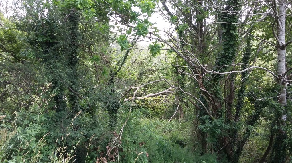forêt…..ar c’hoad