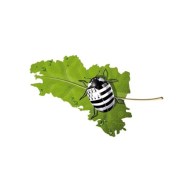 coxylove-carte-de-bretagne