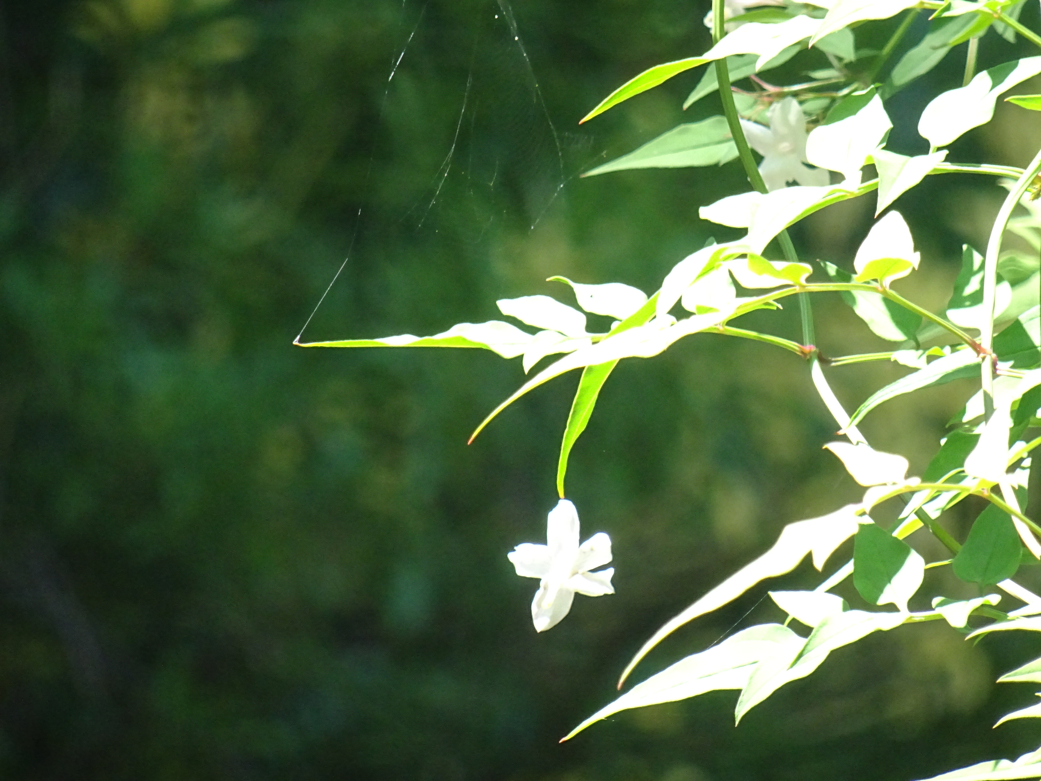 DSC00805.JPG