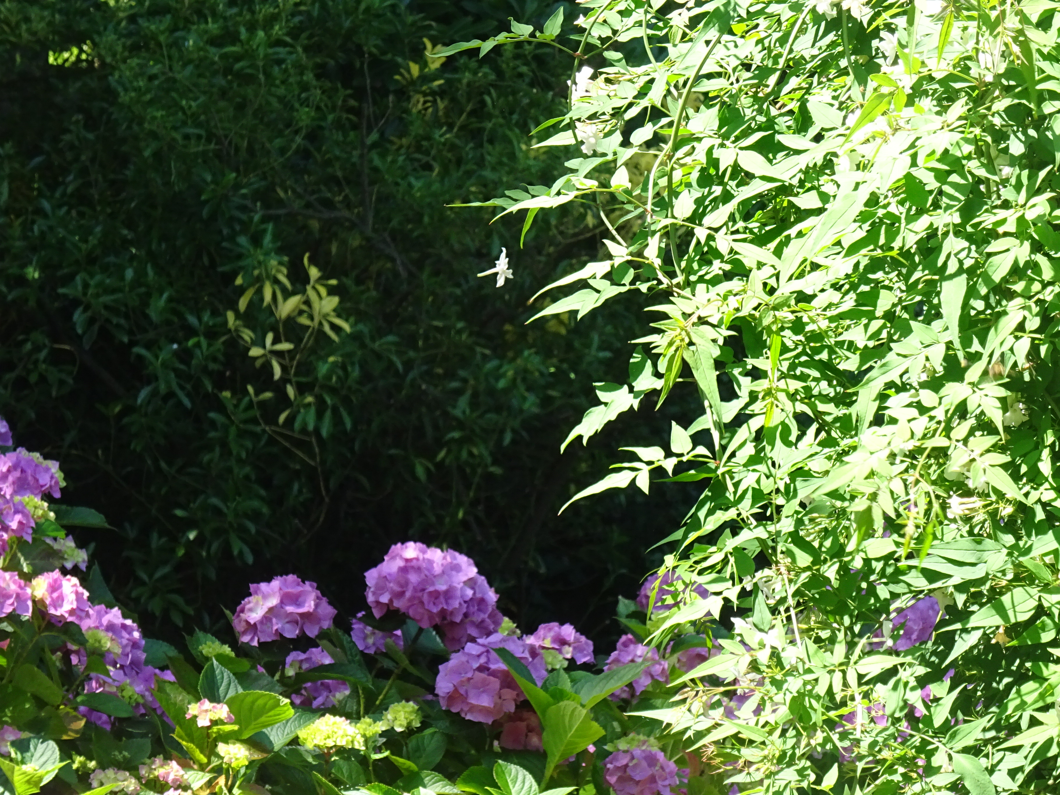 DSC00810.JPG