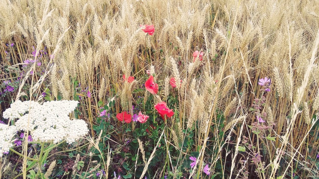 Bel été…. an&nbsp;hañv