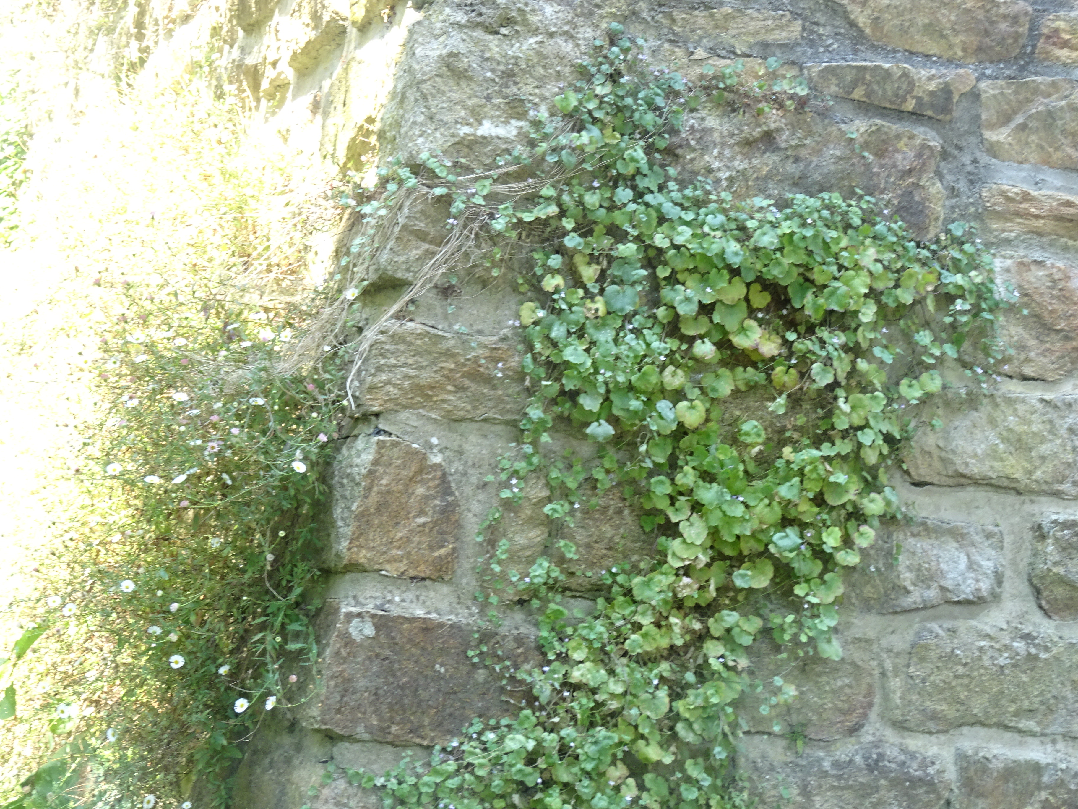 DSC00974