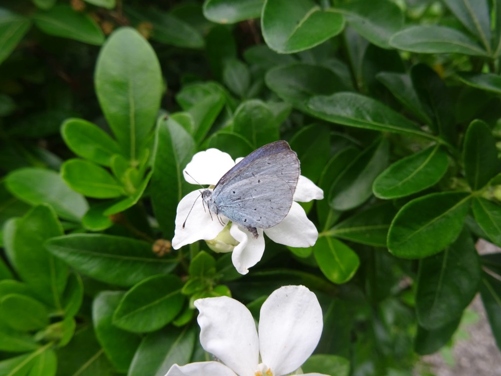 Le destin du papillon….