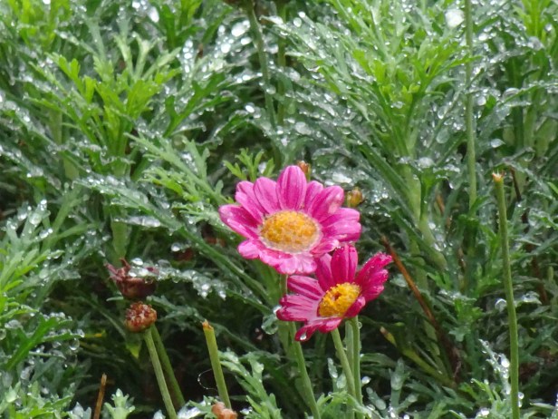 DSC01211