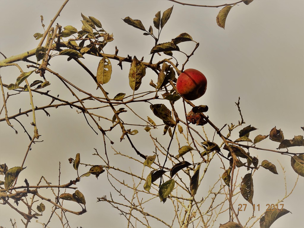 La dernière pomme….