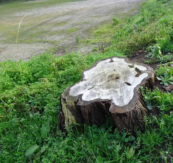 DSC01899 (Copier).JPG