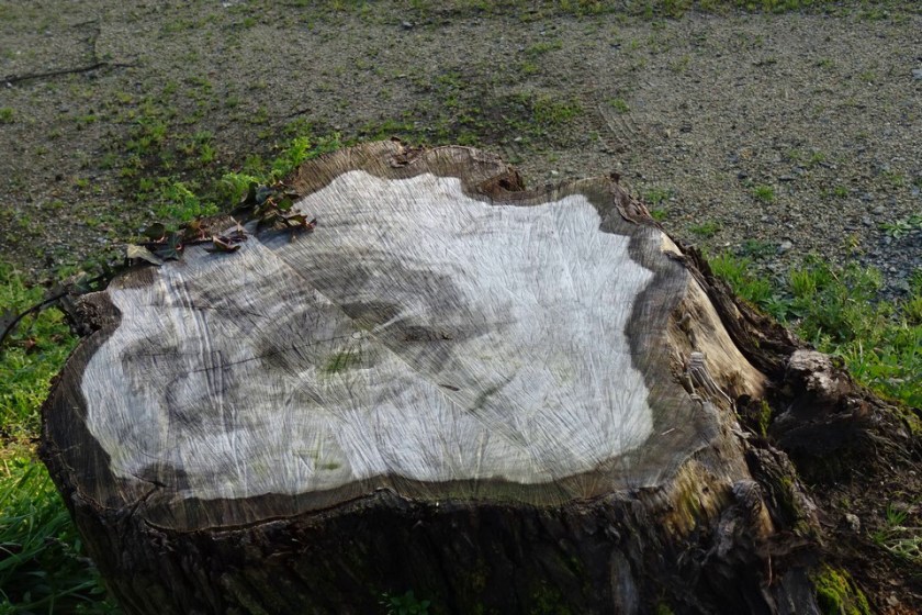 DSC01900 (Copier).JPG