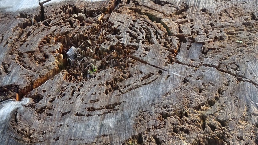 DSC01902 (Copier).JPG