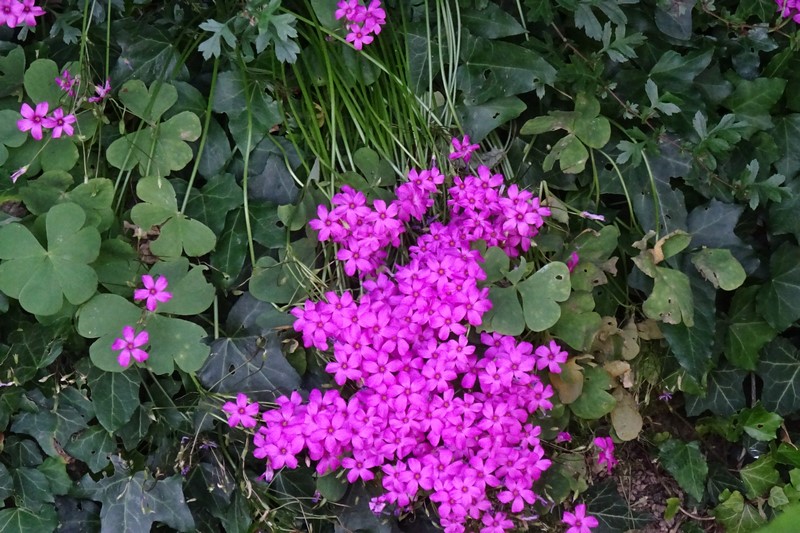 DSC02287.JPG