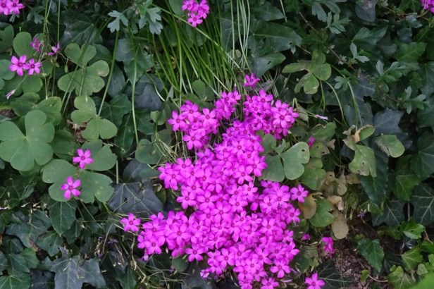 DSC02287.JPG