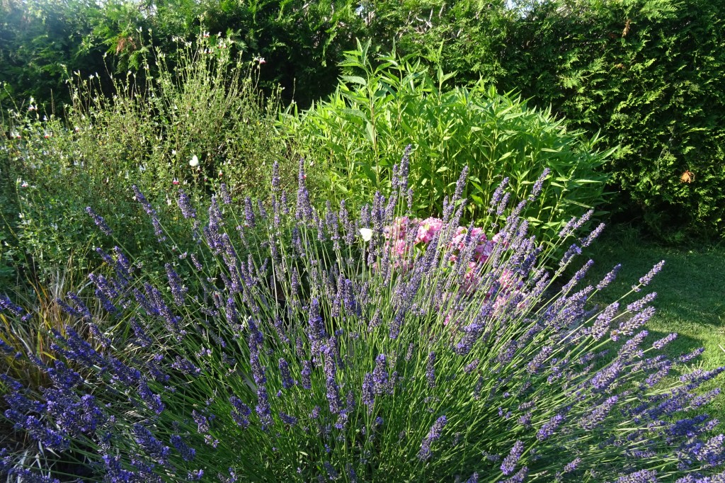 Le fond du jardin&nbsp;….