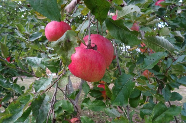 DSC02854.JPG
