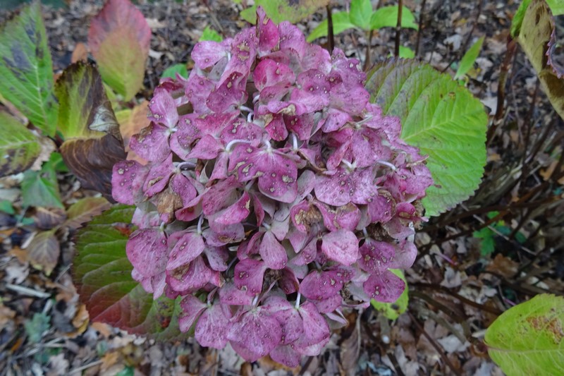 DSC03041 (Copier).JPG