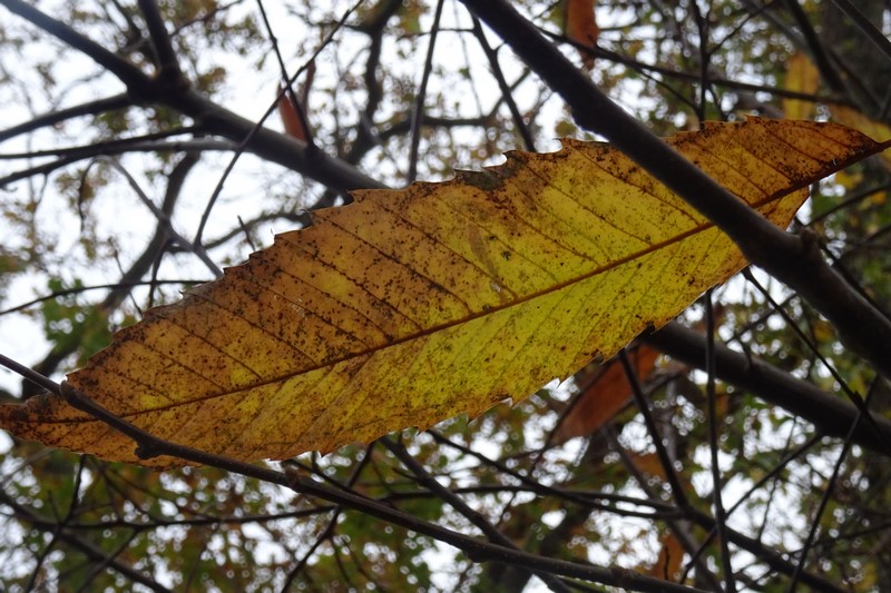 Couleurs d&rsquo;automne