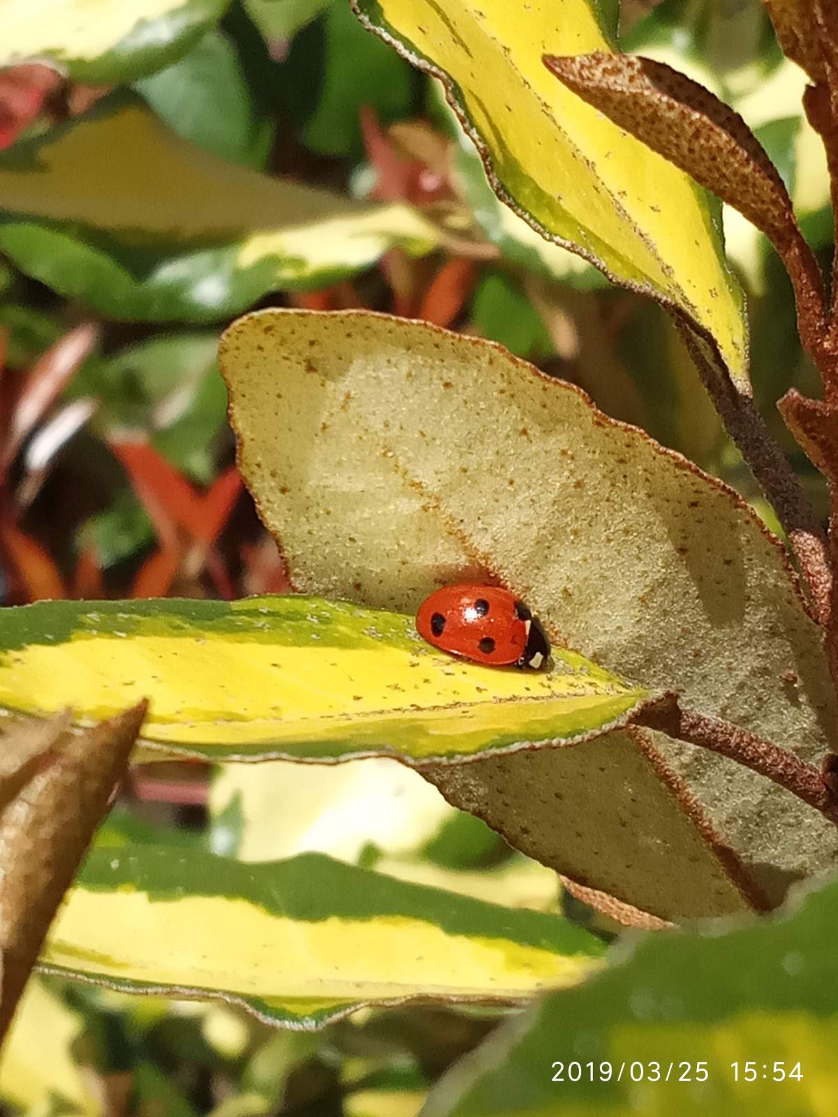 Coccinelle, l’insecte du ciel&nbsp;bleu…
