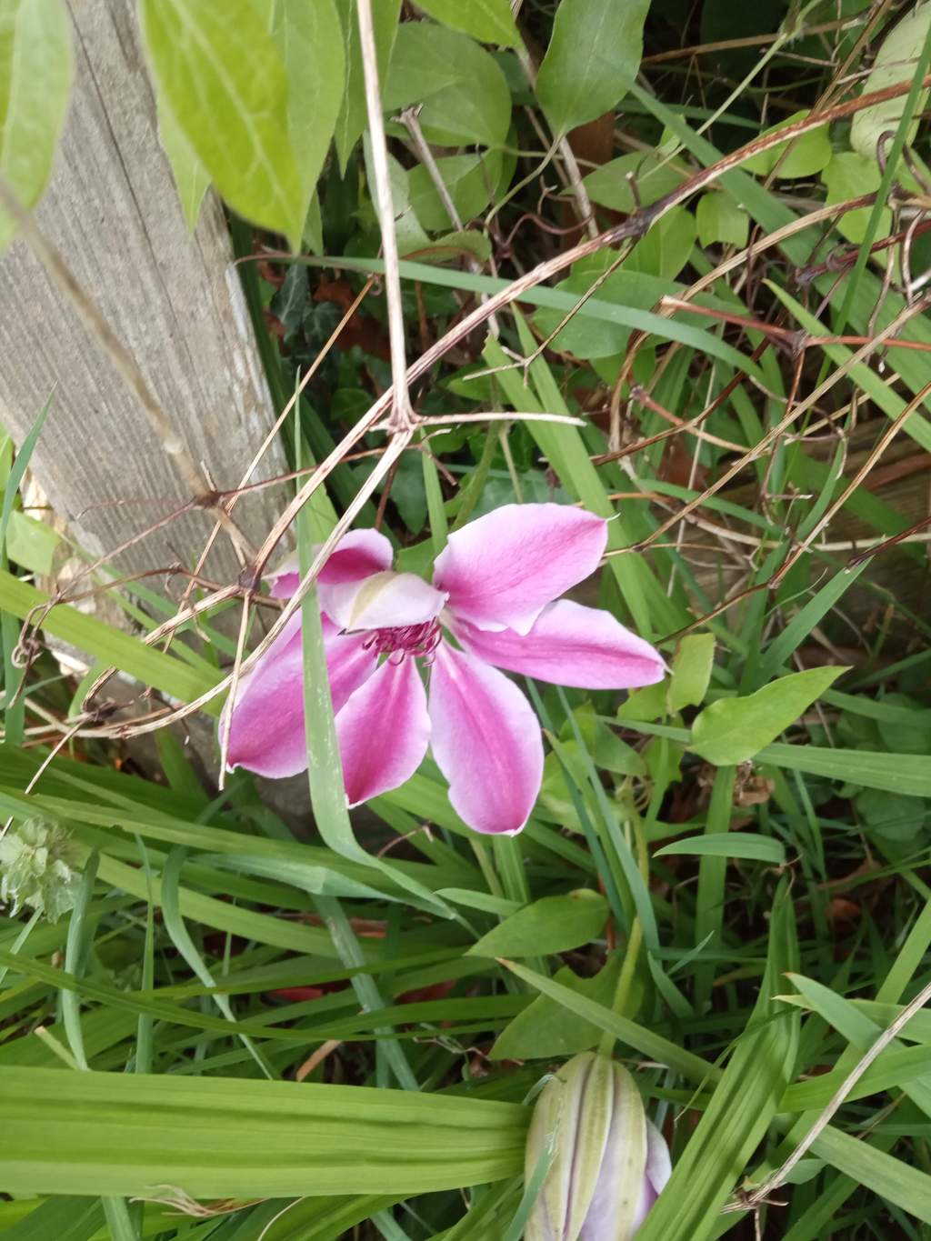 Puisque mai tout en fleurs…Victor&nbsp;HUGO