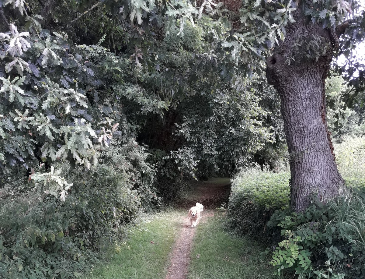 Malzenn et les&nbsp;coquelicots..