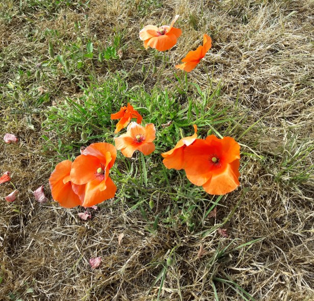 20190728_114547.jpg