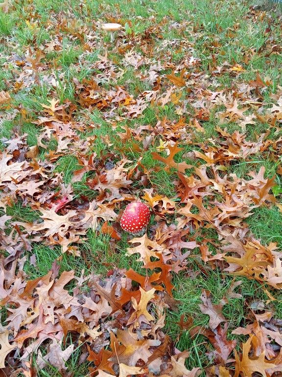 J’aime la Terre, j’aime les&nbsp;feuilles..