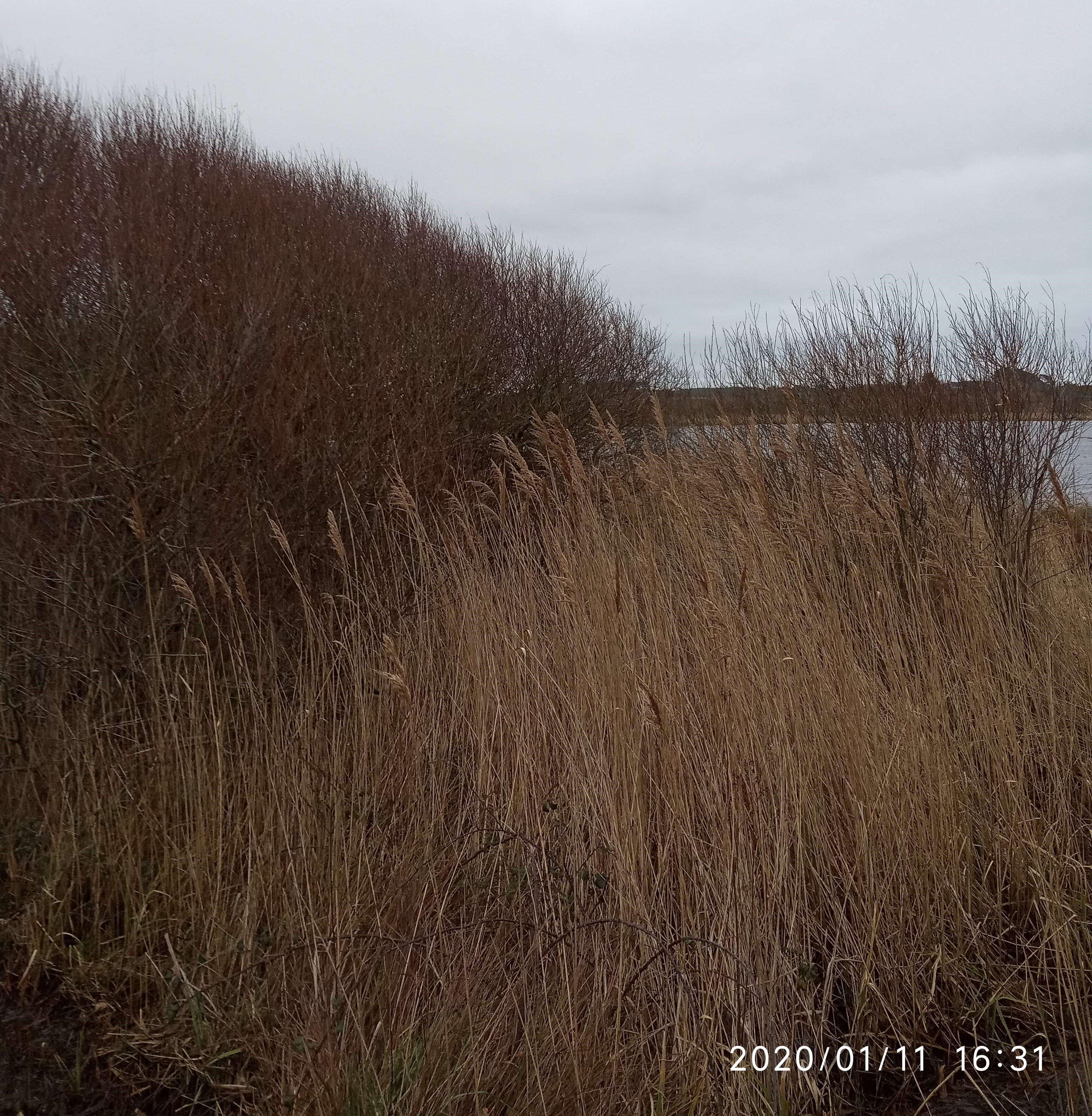 img_20200111_163138.jpg