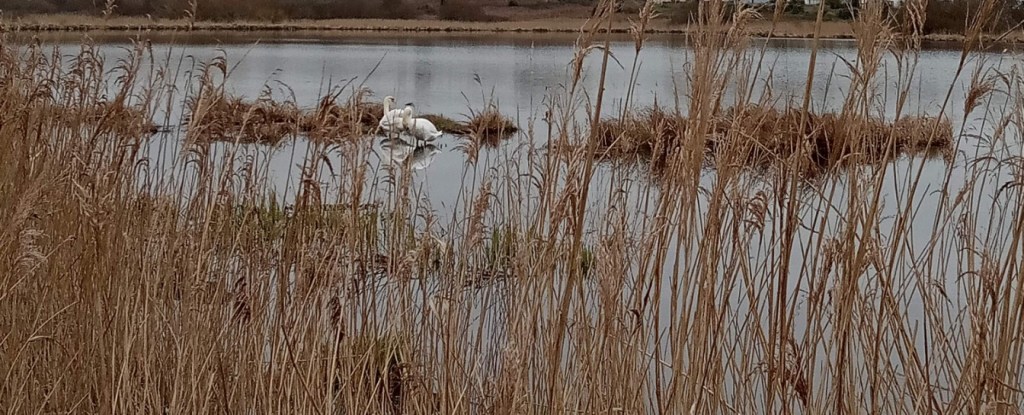 Comme deux cygnes..