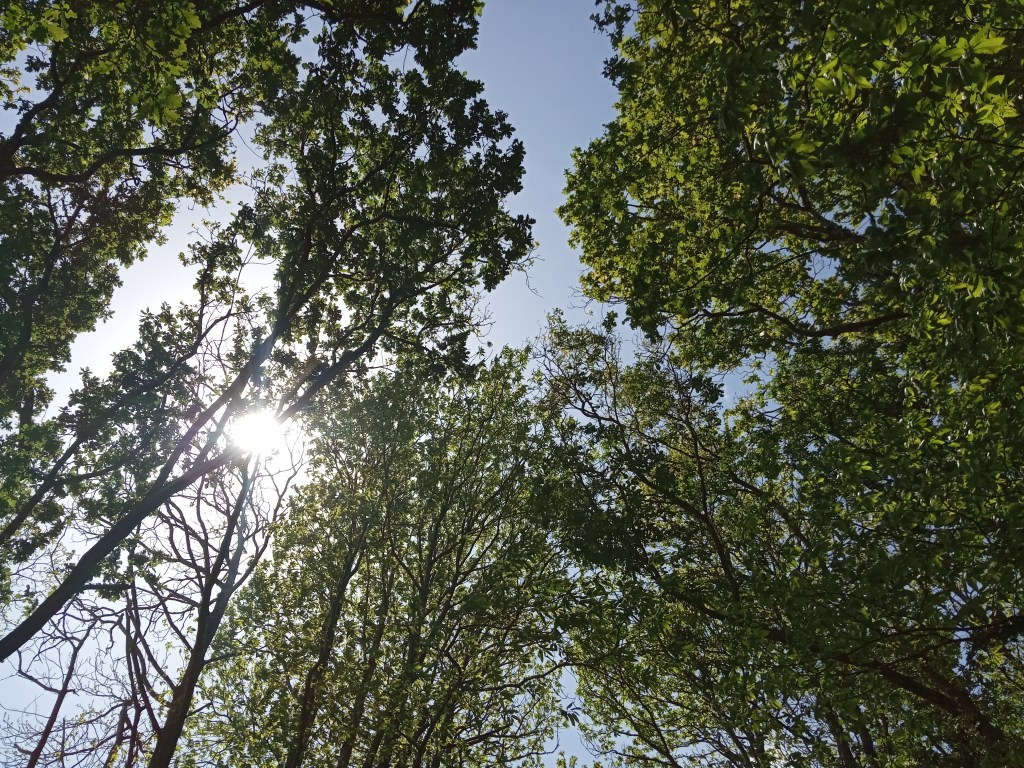 Matinée verte..