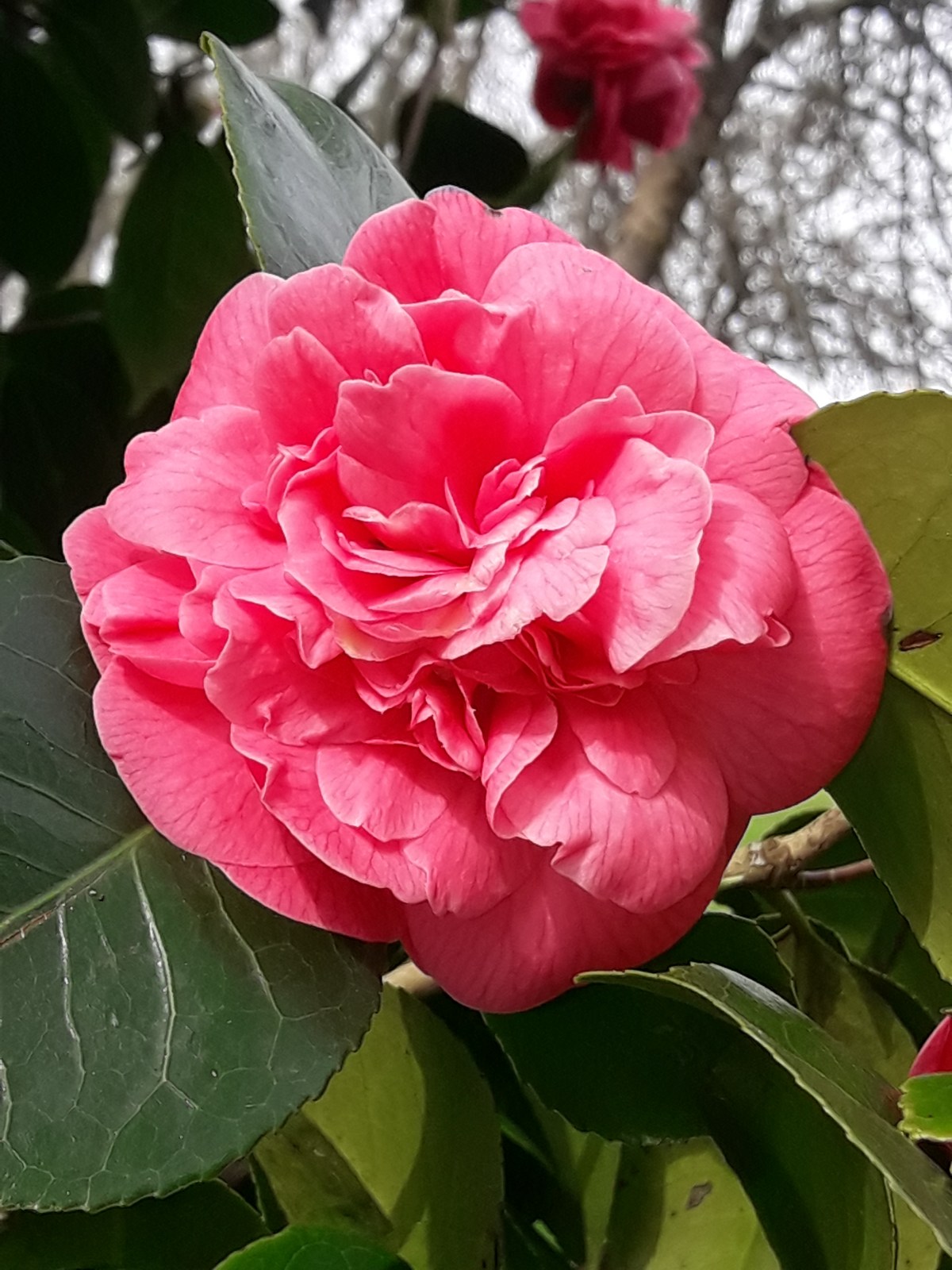 JE CONTINUERAI À CROIRE, ABBÉ&nbsp;PIERRE..