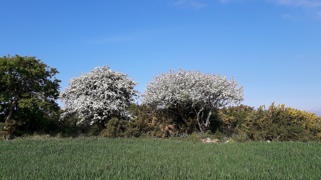 La Nature en bord de&nbsp;chemin..