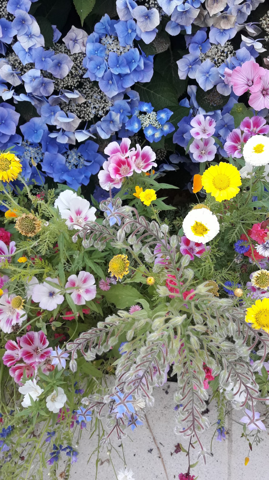 Le Temps des&nbsp;Fleurs..