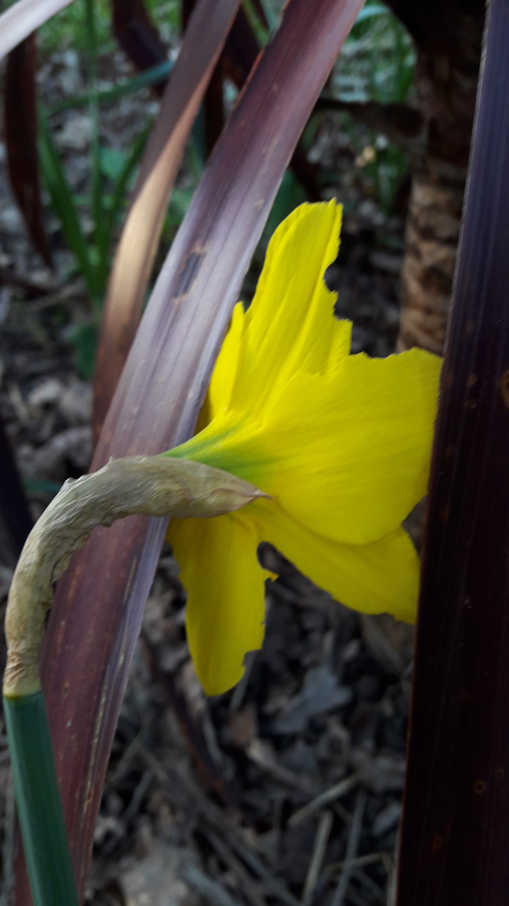 Danse avec les&nbsp;jonquilles..
