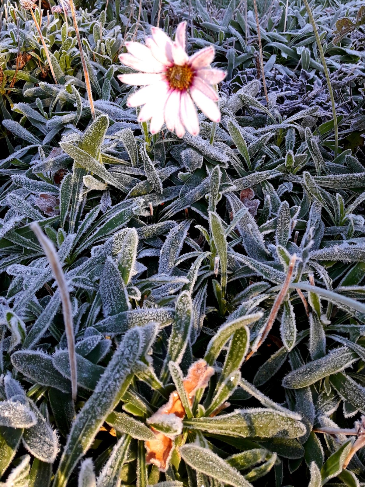 Nivôse.. Sabine Sicaud