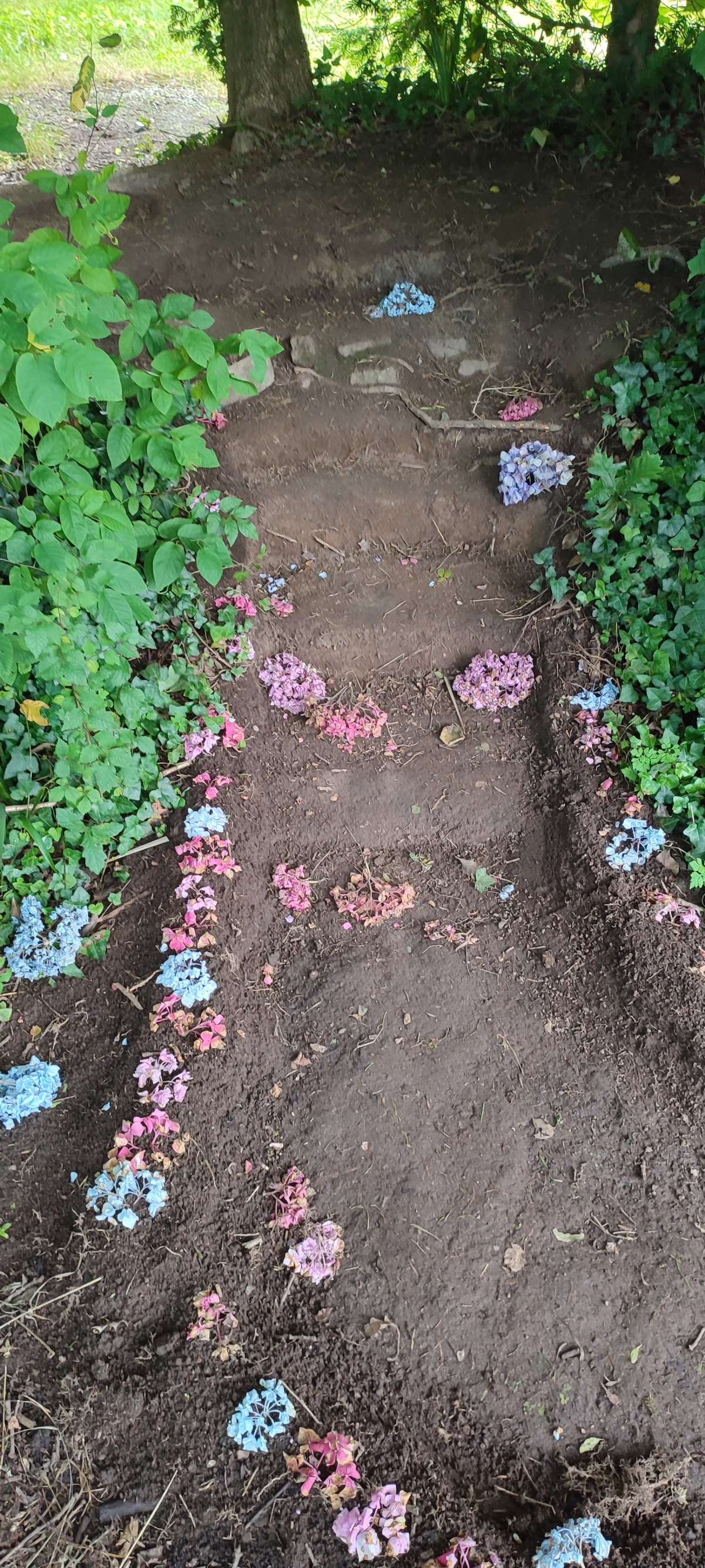 Le chemin fleuri&nbsp;!